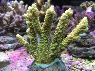 Акропора цветная - Acropora sp.