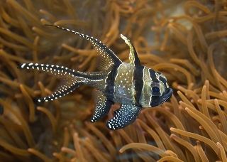 Апогон Каудерна тюлевый - Pterapogon kauderni