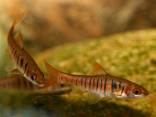 Барбус синештриховый - Barbus fasciolatus (B.barilioides)