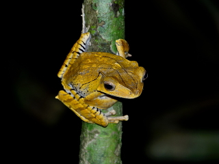 Веслоног костноголовый - Polypedates otilophus