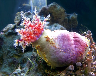 Голотурия морское яблоко - Pseudocolochirus tricolor (Paracucumaria tricolor)