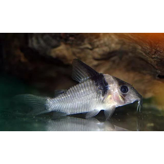 Коридорас вирджиниа C004 - Corydoras virginiae