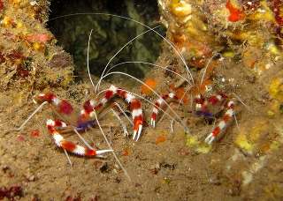 Креветка-боксер полосатая - Stenopus hispidus