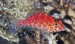 Кудрепер коралловый (Кудрепер-эльф) - Cirrhitichthys oxycephalus (Cirrhites oxycephalus)