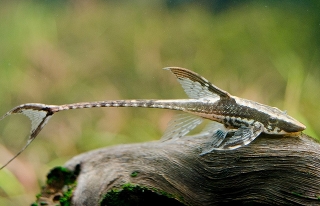 Стурисома - Sturisoma sp.