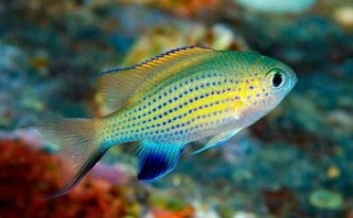 Хромис Вандербильта - Chromis vanderbilti