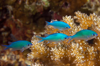 Хромис сине-зеленый - Chromis caerulea