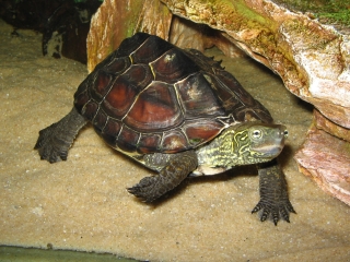 Черепаха китайская трехкилевая - Chinemys reevsi