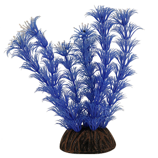 Растение 1392 "Амбулия" голубая, 100мм, (пакет)  ###