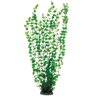 Растение 5558 "Бакопа" зеленая, 500мм, (пакет)