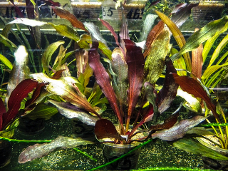 Криптокорина Вендта - "Красная" в горшке - Cryptocoryne wendtii var. "Red"