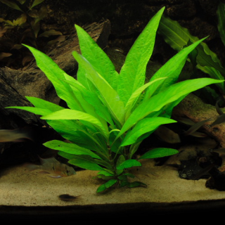 Гигрофила лимонник (5 штук)Hygrophila corymbosa [Nomaphila stricta, H. "lacustris", H. "siamensis" - размер M