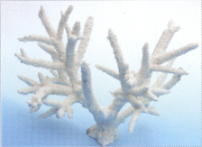 Коралл пластиковый белый 26х15х18см (SH036MW)