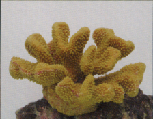Коралл пластиковый желтый 19x13x10,5см (SH9027Y)