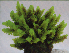Коралл пластиковый зеленый 11,5x10x9см (SH095G)