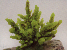 Коралл пластиковый зеленый 12,6x10,7x11см (SH059G)