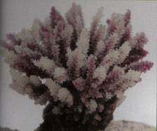 Коралл пластиковый коричневый 10,5x8,5x8см (SH122PU)