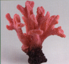 Коралл пластиковый перламутровый 23x14x24см