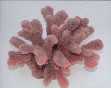 Коралл пластиковый перламутровый 24x21x13,5см (SH9026PI)