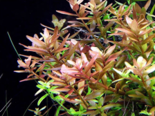 Ротала круглолистная - Rotala rotundifolia - Размер M 