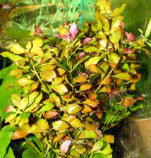 Людвигия болотная - Ludwigia palustris - Размер М 