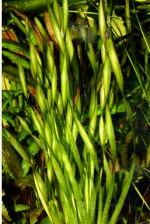 Валлиснерия азиатская - Vallisneria asiatica