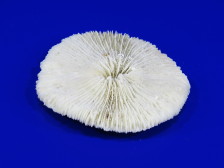UDeco Disk Coral S - Коралл дисковидный маленького размера для оформления аквариумов, 1 шт.
