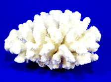 UDeco Finger Coral M - Коралл пальчиковый среднего рамера для оформления аквариумов, 1 шт.