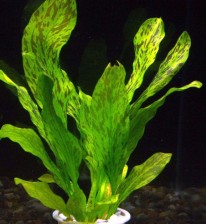 Эхинодорус "Оцелот зеленый" - Echinodorus "Ozelot green" - Размер S