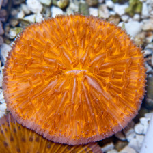 Фунгия оранжевая (Коралл грибовидный)