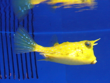 Кузовок длиннорогий желтый (Рыба-корова) - Lactoria cornuta