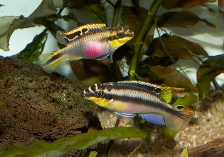 Пельвикахромис крибенсис (Попугай, Крибенсис, Пульхер) - Pelvicachromis pulcher
