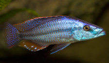 Хаплохромис длиннорылый (компрессицепс) - Dimidiochromis compressiceps