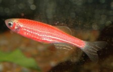 Данио рерио флуоресцентная (Glo Fish) -  Размер М