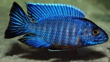Аулонокара Ньяса - голубая - Aulonocara nyassae var. "Blue" (A."nyassae")