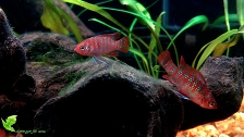 Бадис красный "Скарлет" - Badis sp. "Scarlet"