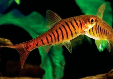 Барбус синештриховый - Barbus fasciolatus (B.barilioides)