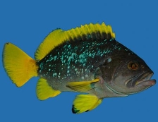 Групер синий желтоплавничный - Epinephelus flavocaeruleus