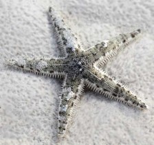 Звезда песчаная - Archaster typicus; М