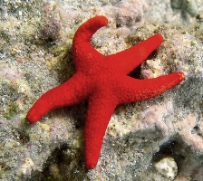 Звезда фромия красная - Fromia milleperella