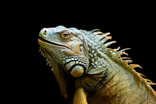 Игуана обыкновенная Farm (с) - Iguana iguana