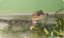 Кайман крокодиловый (с) - Caiman crocodylus