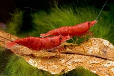 Креветка пресноводная "Красный огонь" - Neocaridina heteropoda var. Red