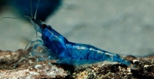 Креветка пресноводная вишневая голубая - Neocaridina denticulata sinensis var. blue - размер M