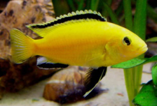 Лабидохромис церулиус - желтый - Labidochromis caeruleus var. "Yellow"