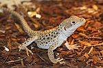 Леопардовая ящерица (гамбелия) - Gambelia wislizenii