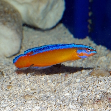 Ложнохромис желтый синеполосый (арабский) - Pseudochromis aldabraensis