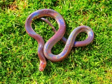 Лучистая змея - Xenopeltis unicolor