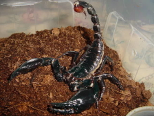 Скорпион гетерометрус лонгиманус - Heterometrus longimanus