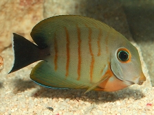 Хирург клоун индоокеанический - Acanthurus tristis